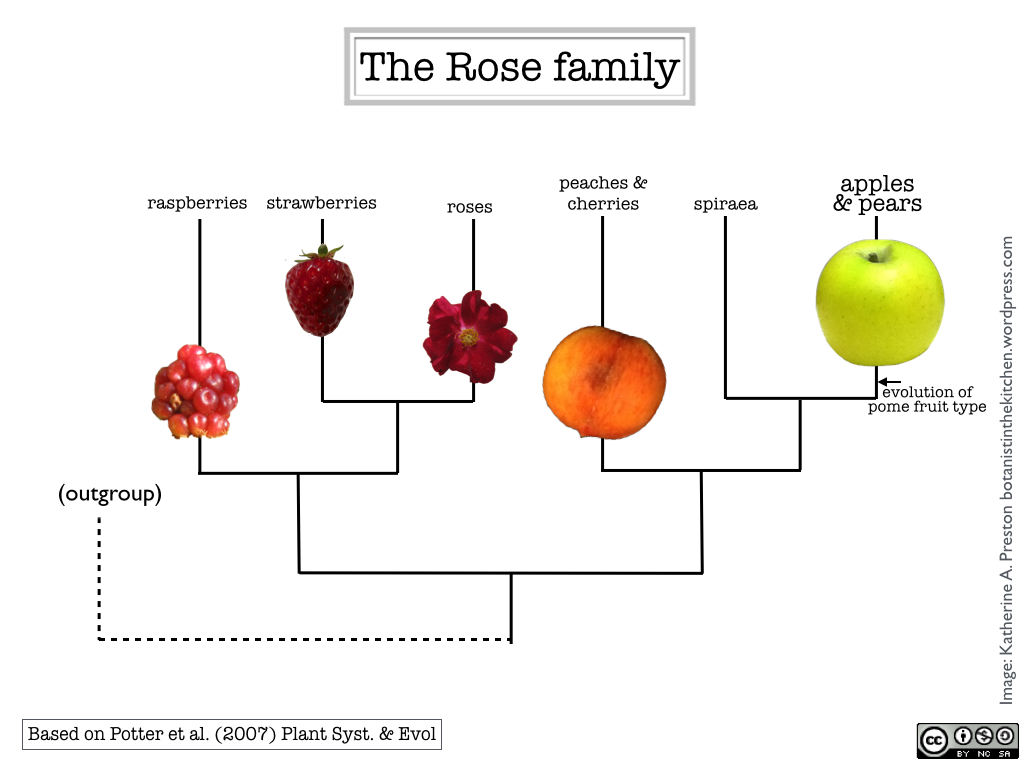 Rosacea Family.jpg