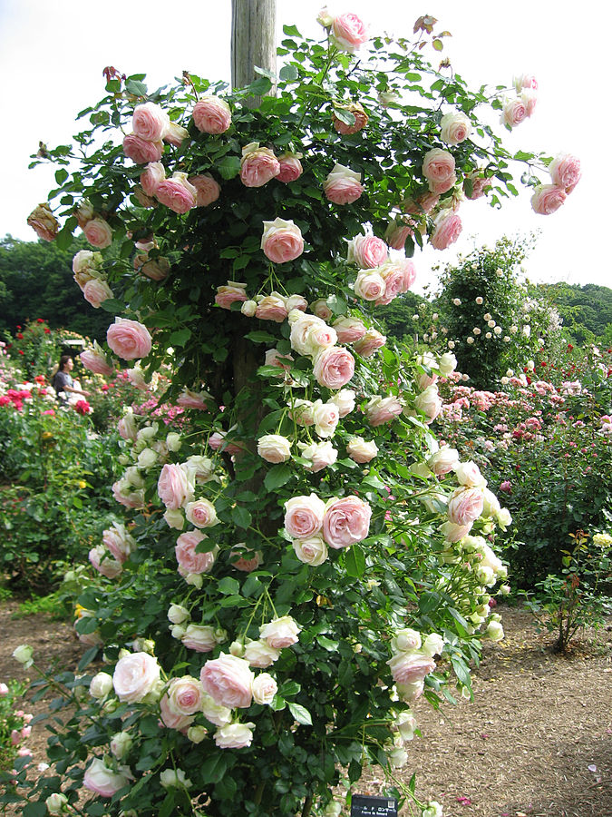Pierre de Ronsard: A Beautiful Rose for a Great Poet | From the Notebook of  a Rosarian…